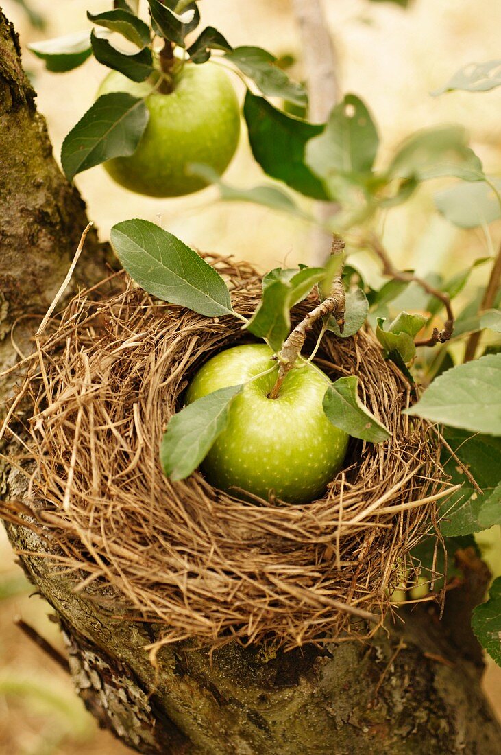 Apfel im Vogelnest