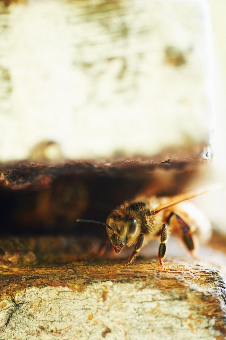Biene auf einem Holzstück