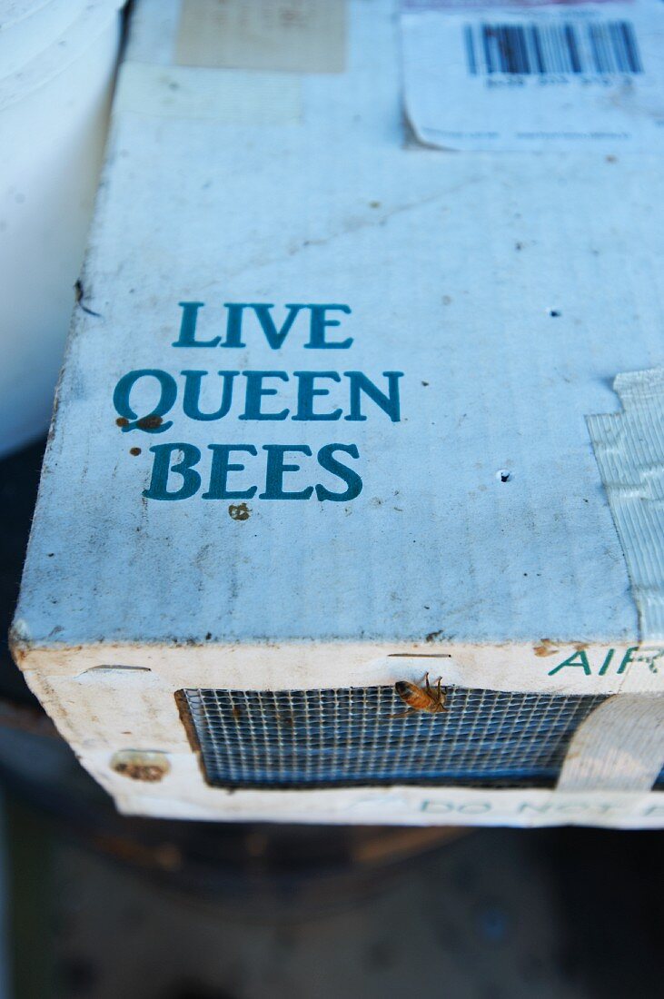 Shipping Box of Live Queen Bees with a Worker Bee Crawling on the Outside of the Box