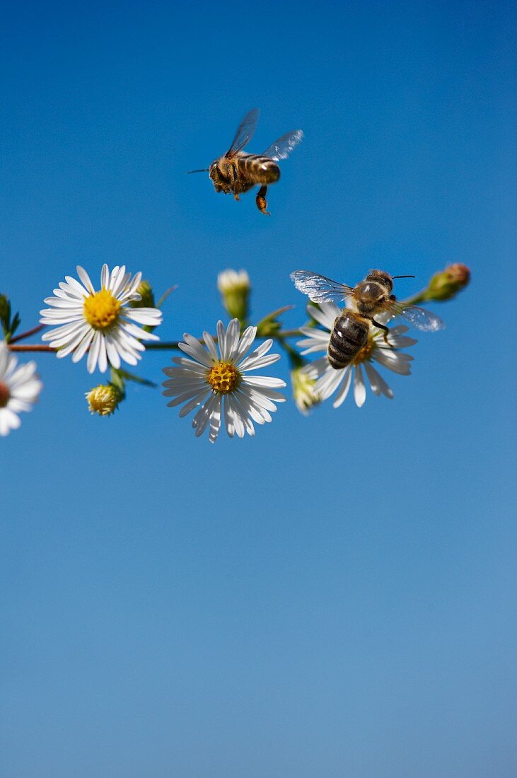 Honeybees Foraging for Pollen and Nectar from Chamomile Flowers; Blue Sky