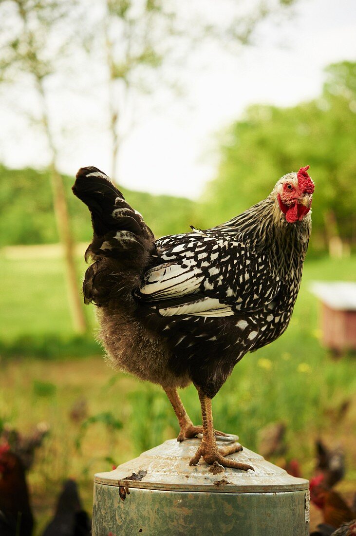 Huhn auf einem Futterbehälter stehend