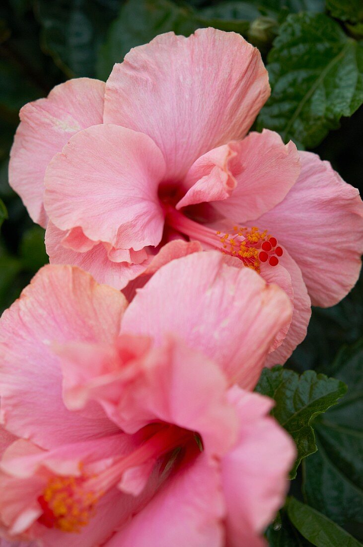 Hibiskusblüten