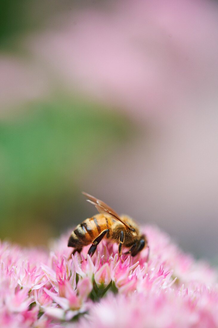 Honeybee Gathering Pollen on Flower Head