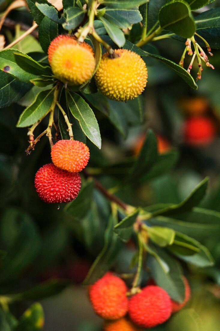 Erdbeerbaum mit Früchten (Close Up)
