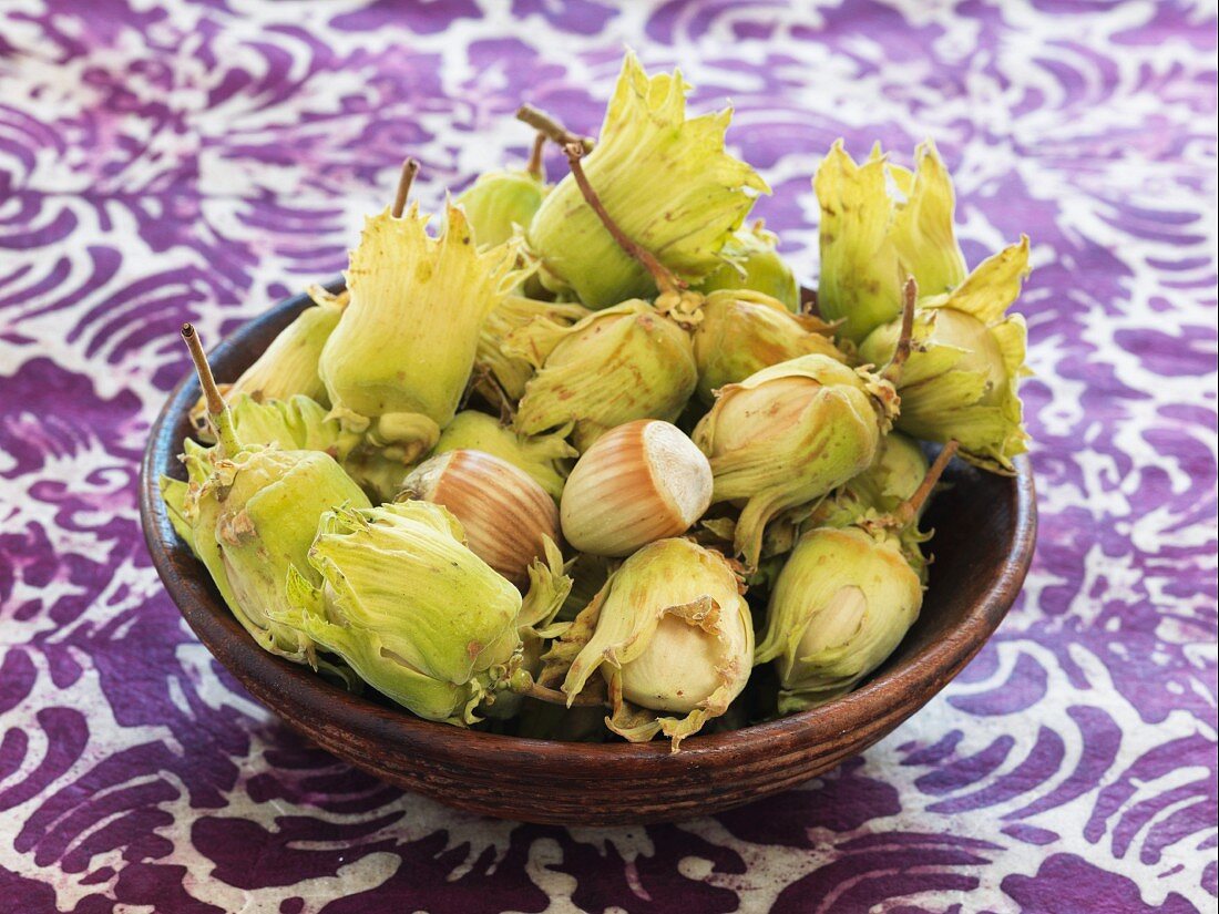 Freshly picked hazelnuts