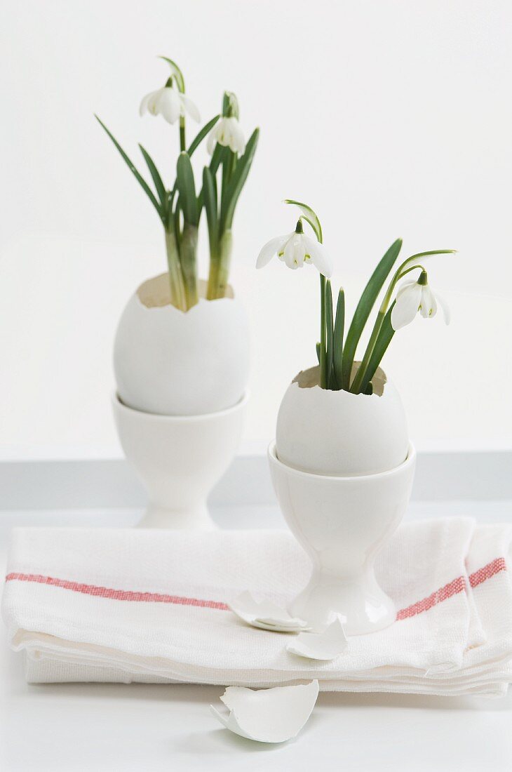 Snowdrops in Easter eggs standing in egg cups