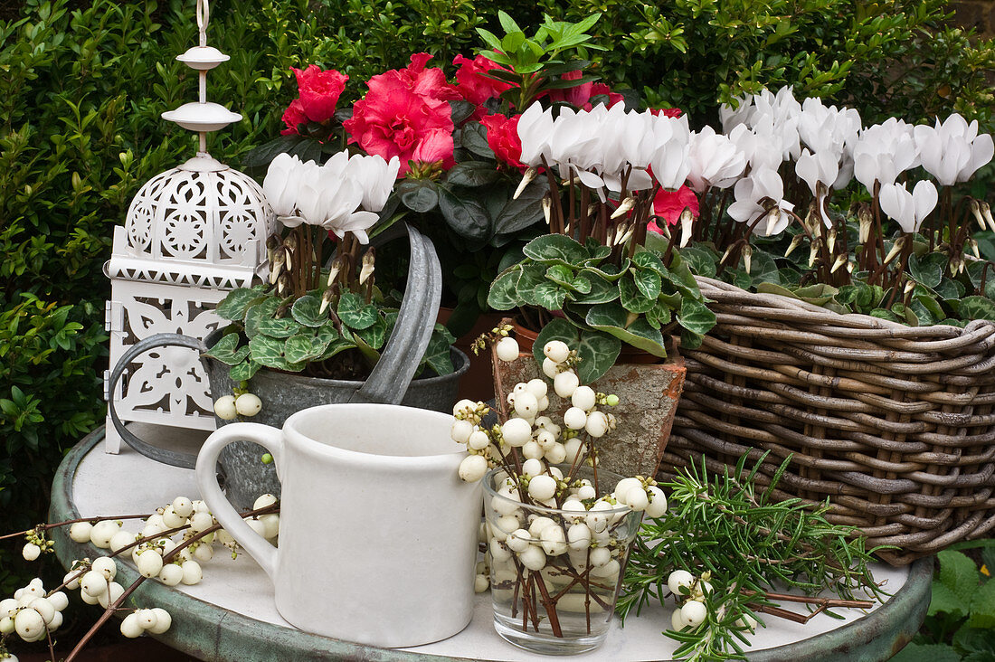 Snowberries, cyclamen, azaleas and lantern on small garden table