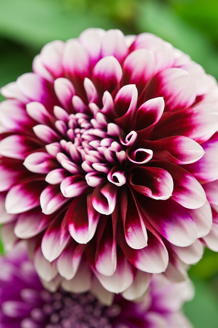 Flowering dahlia