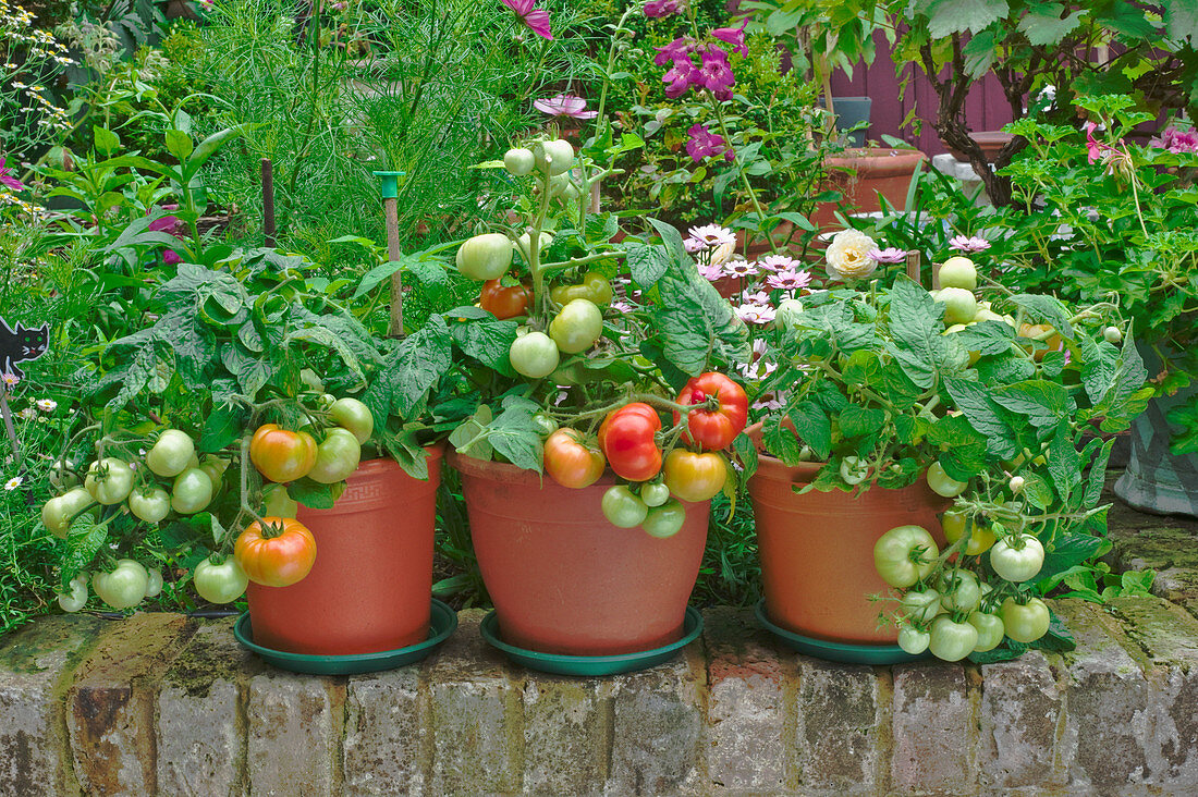 Tomatenpflanzen in Töpfen auf der Terrasse