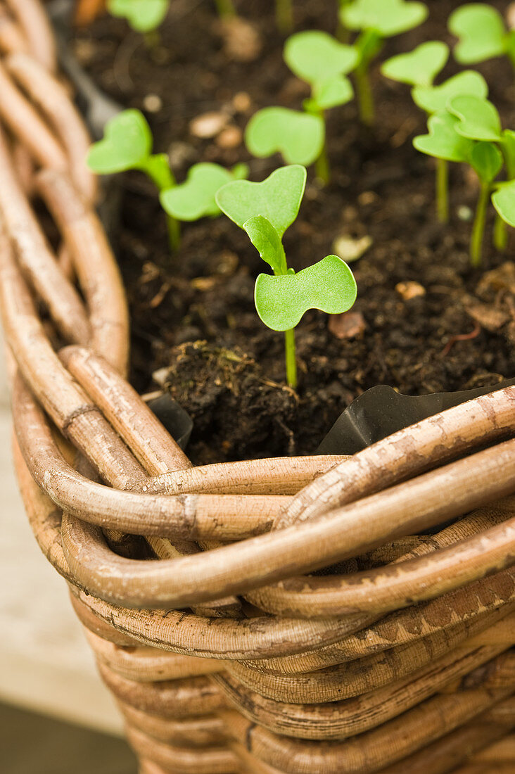 Seedlings in a plant basket