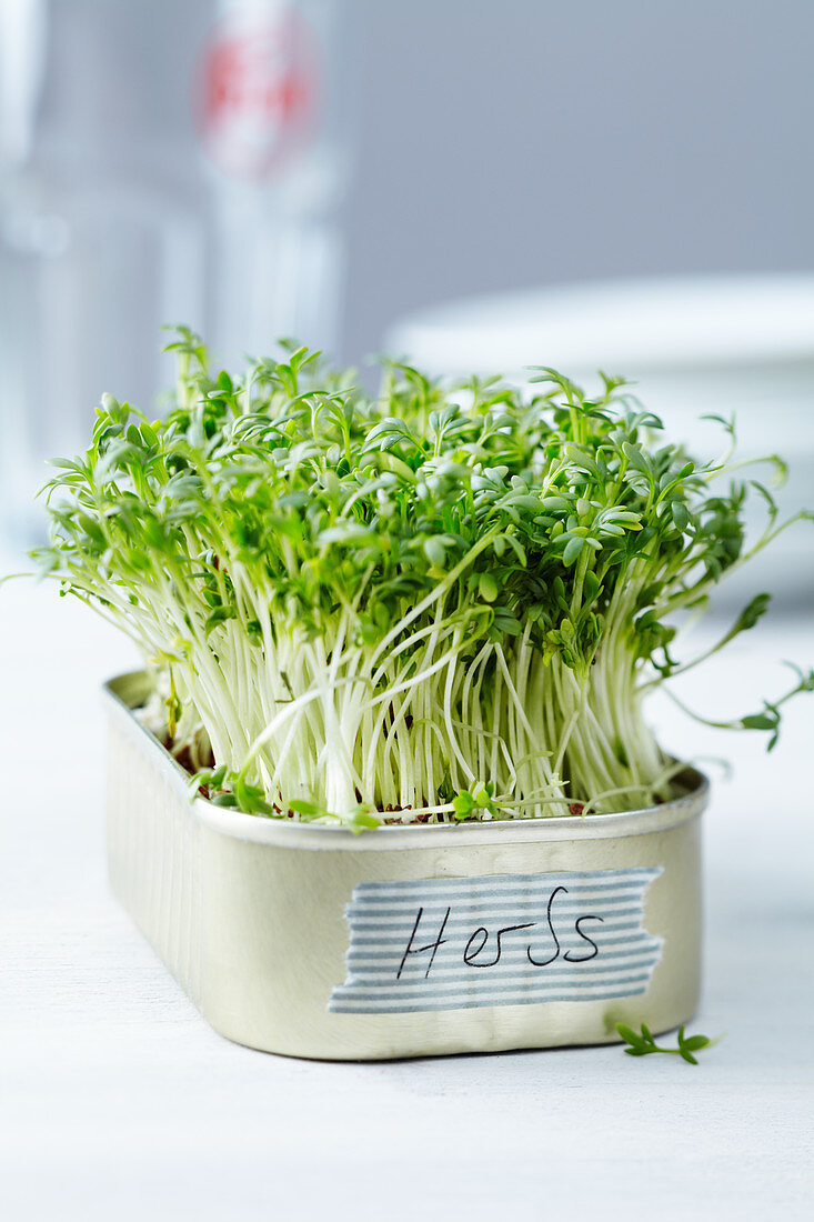 Fresh cress growing in a small tin with a label