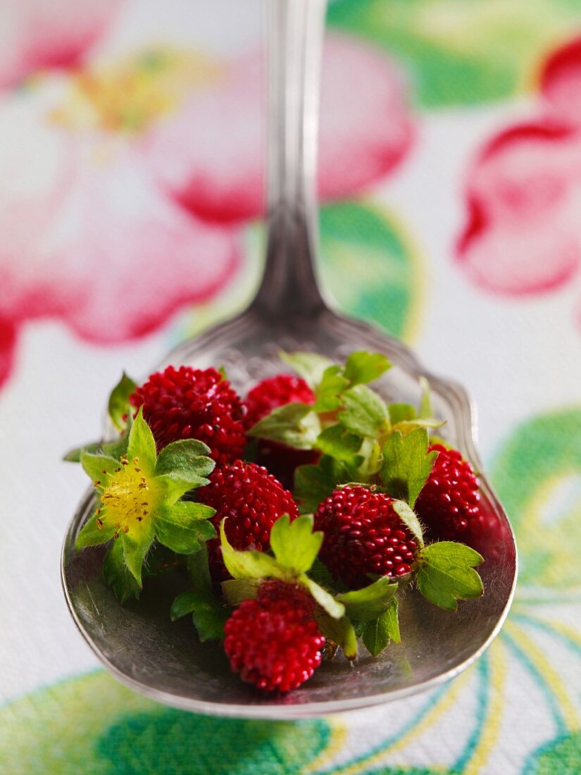 Small Wild Strawberries on a Spoon