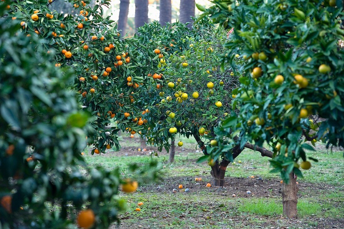 Lemon trees in Menton (Southern France)