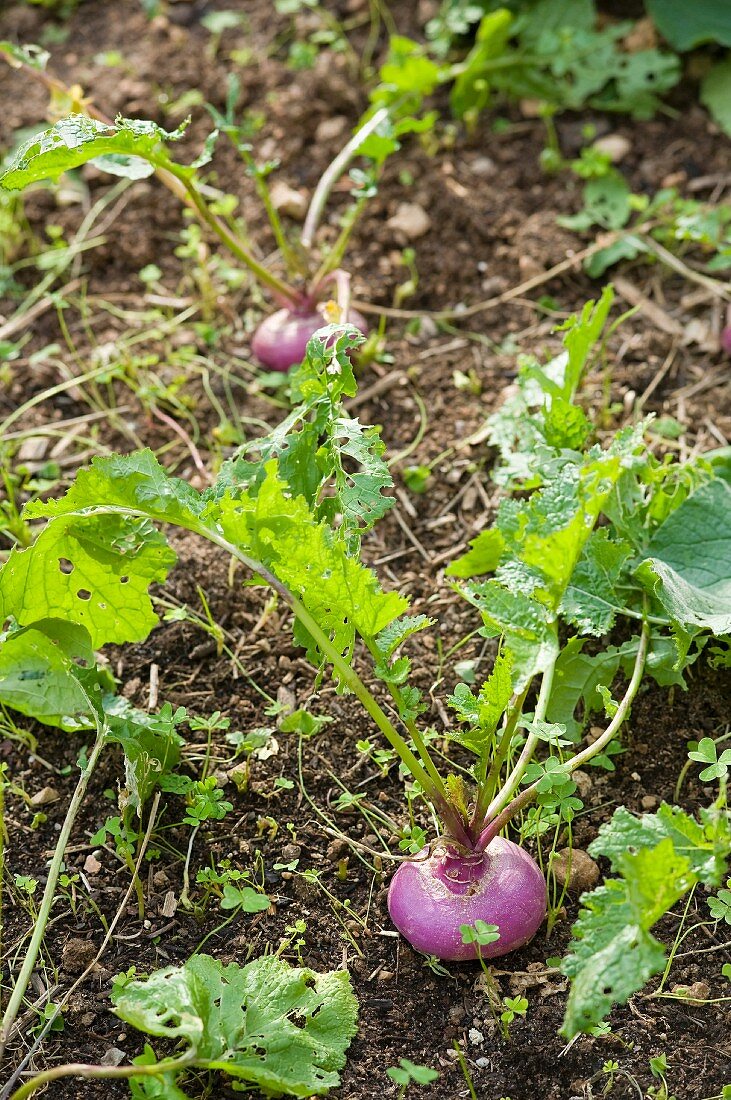 Turnips in a field