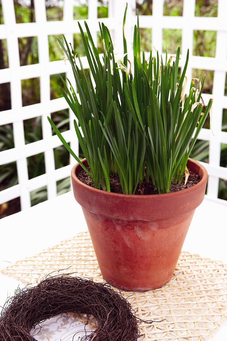 Snowdrops in ceramic pot