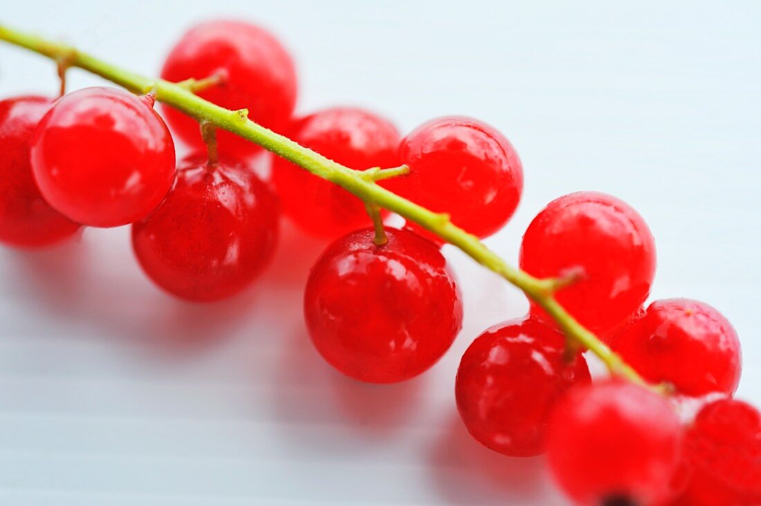 Rote Johannisbeeren (Close Up)