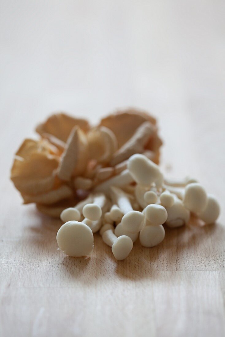 Still Life: Assorted Mushrooms