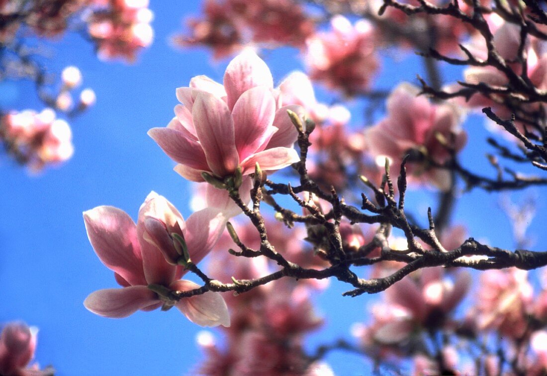 Magnolia blossom on the tree