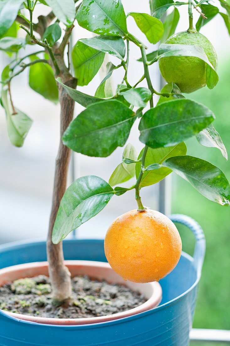 A grapefruit on a tree
