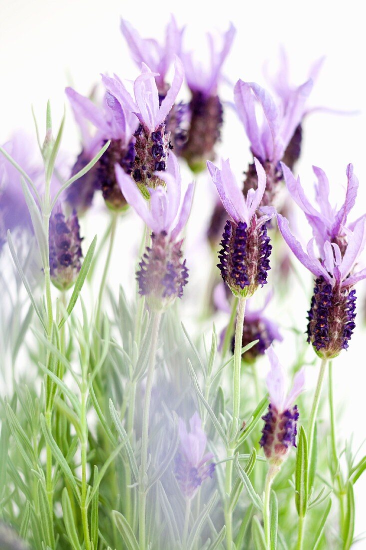 Spanish lavender (close-up)