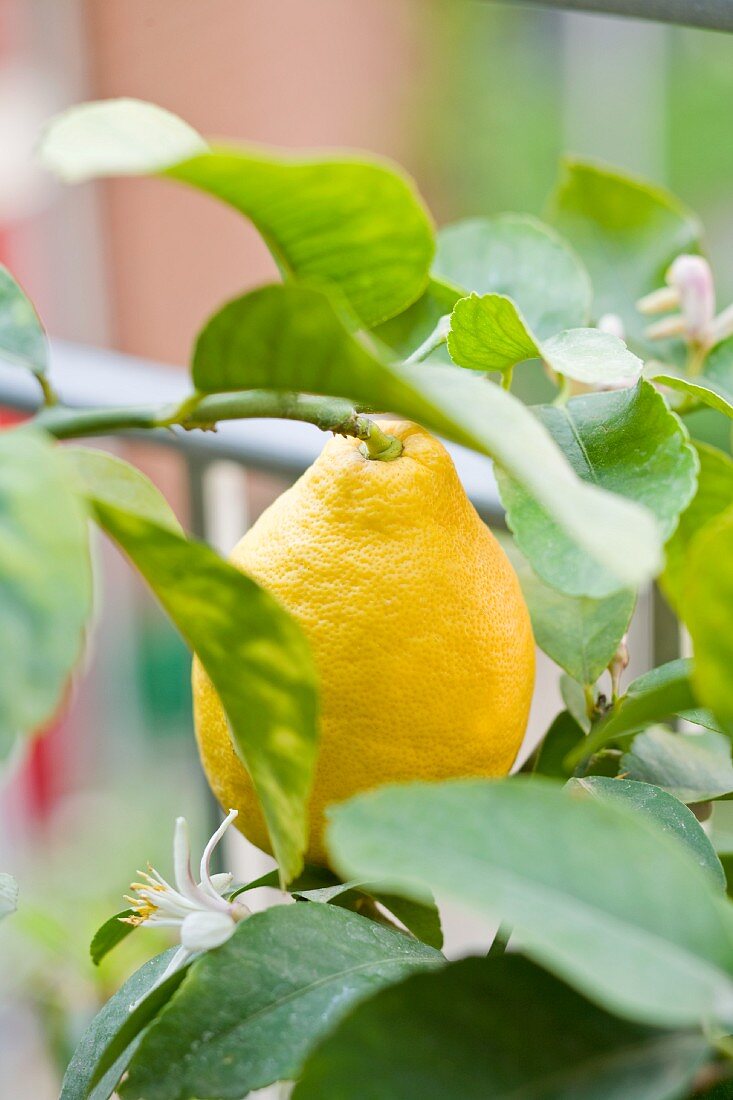 Zitrone am Baum