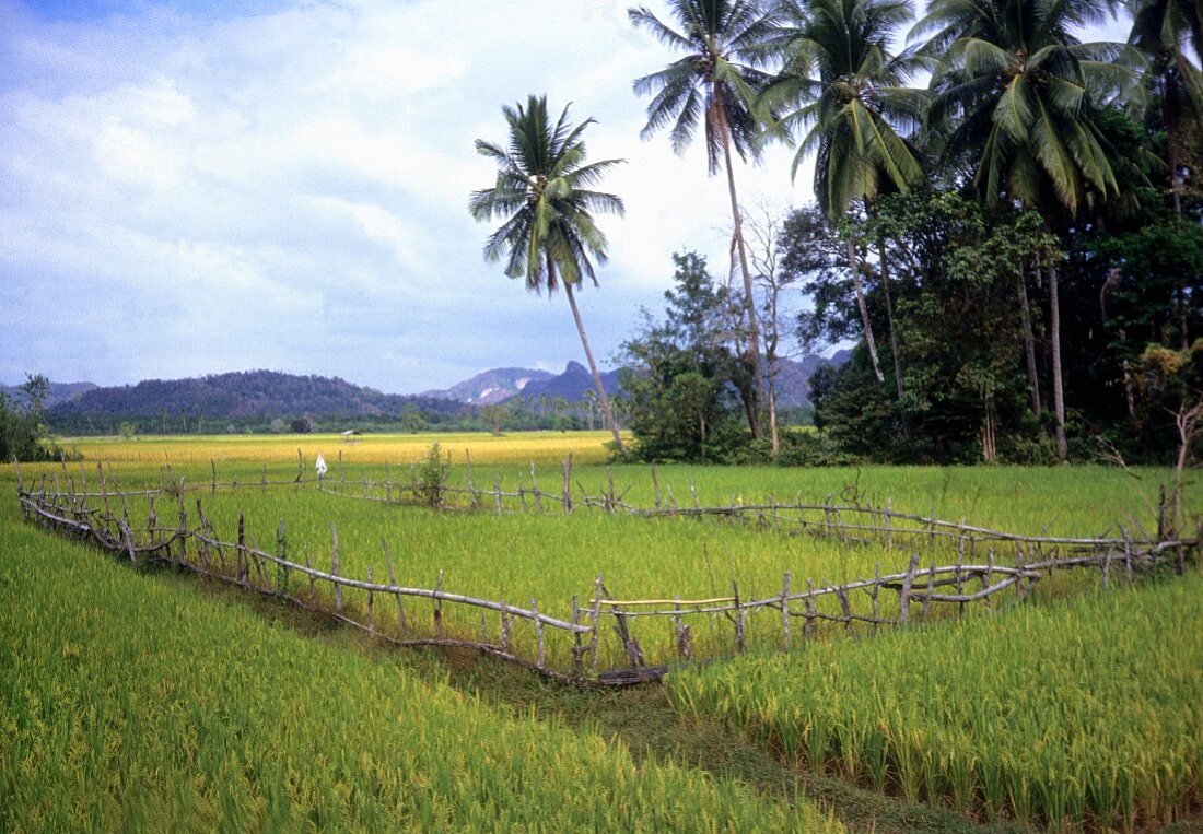 Rice paddies in Asia