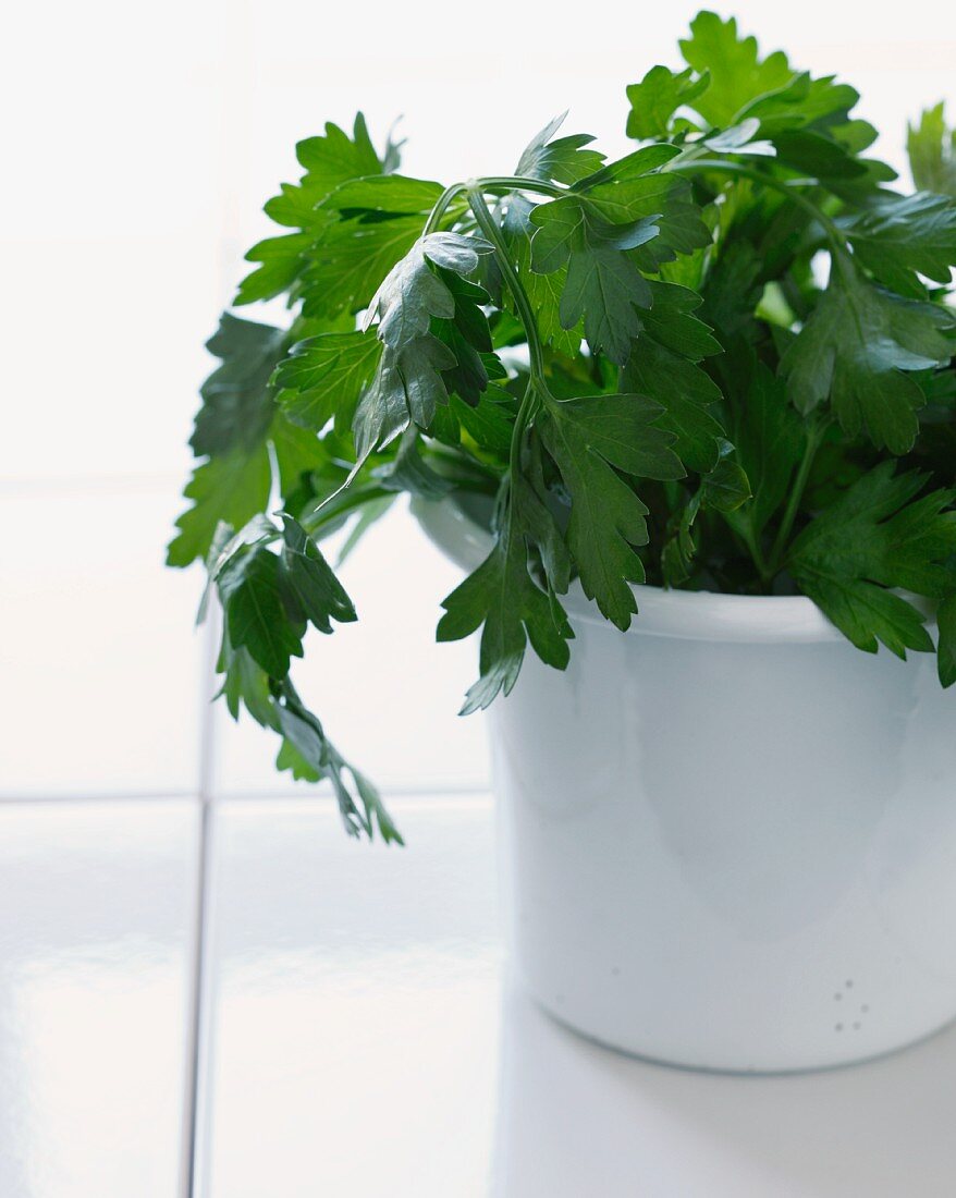 A bunch of flat-leaf parsley