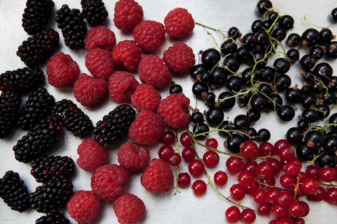 Brombeeren, Himbeeren, rote & schwarze Johannisbeeren