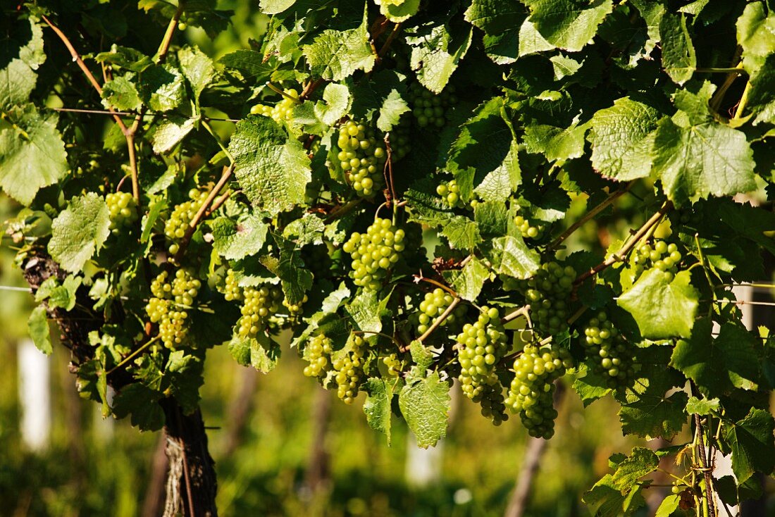 Chardonnay vines (Austria)