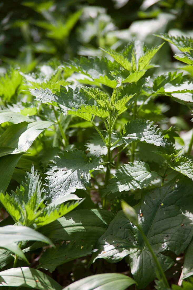 Stinging nettles, blackberry leaves and ramsons in a wood