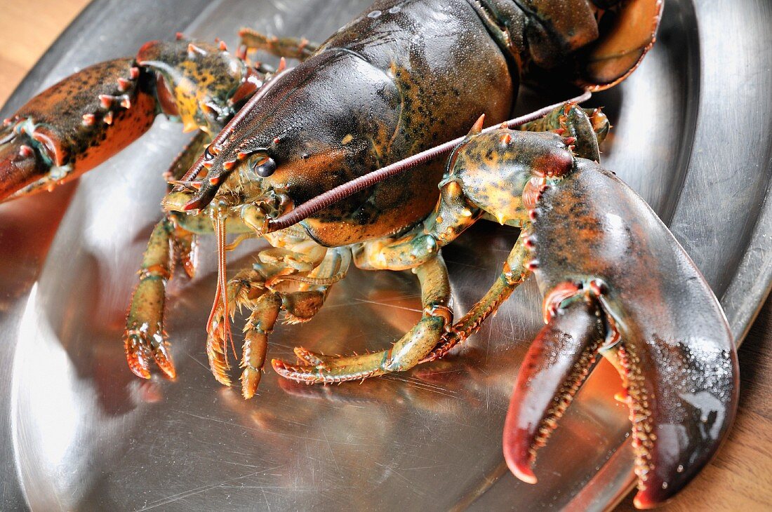 A live lobster on a silver tray