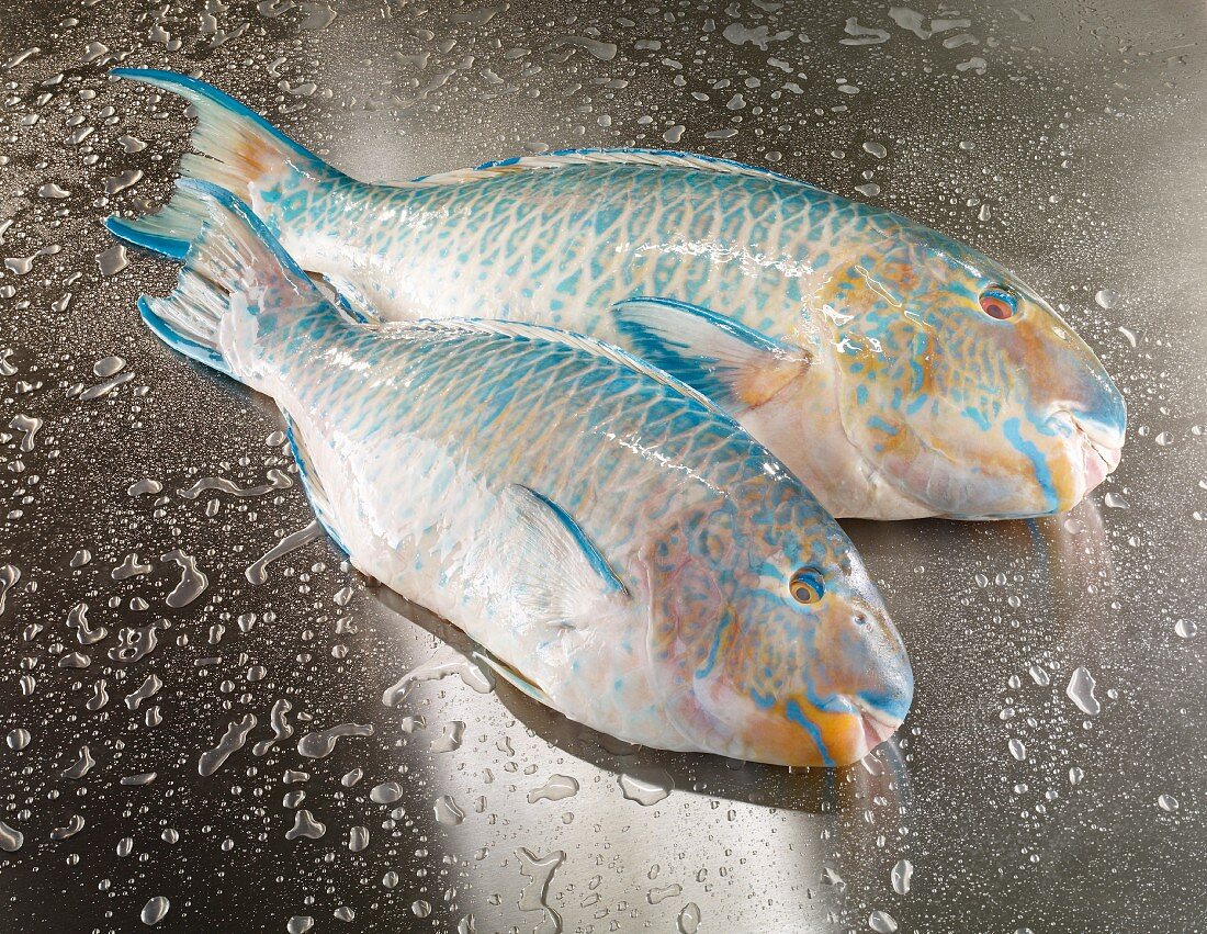 Frische Papageienfische auf Edelstahlfläche mit Wassertropfen