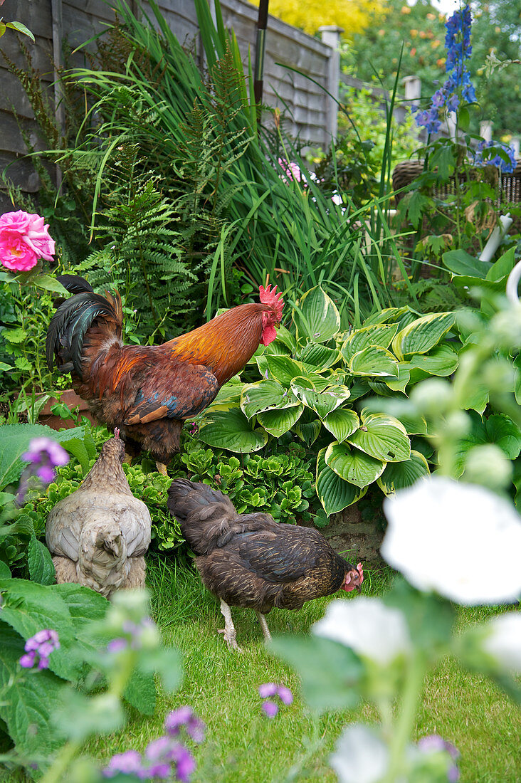 A chicken in a garden