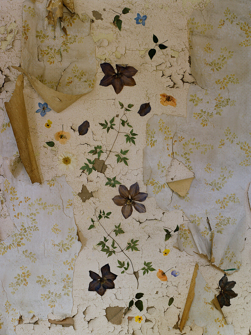 Vintage wall with peeling paint and remains of various layers of floral wallpaper