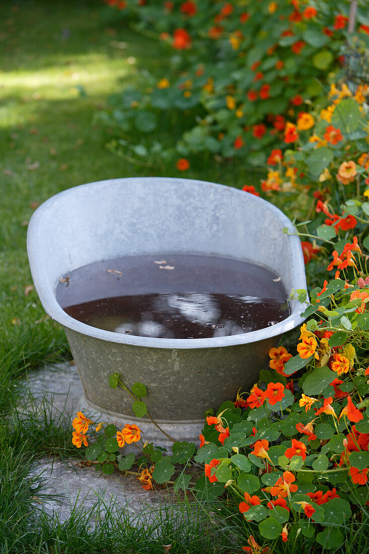 Zinkwanne mit Wasser vor blühenden Kapuzinerkressen im Garten