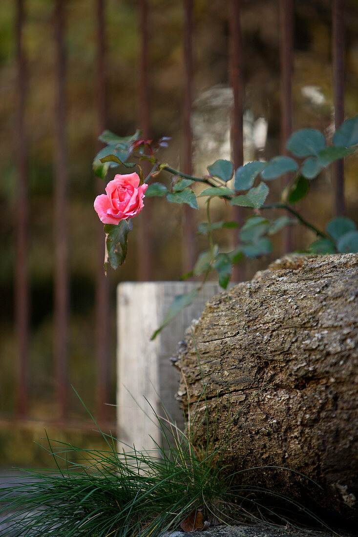 Blühender Rosenzweig vor dem Gartenzaun