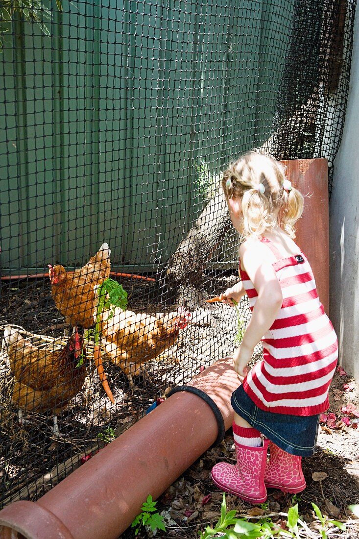 Little girl feeding hens