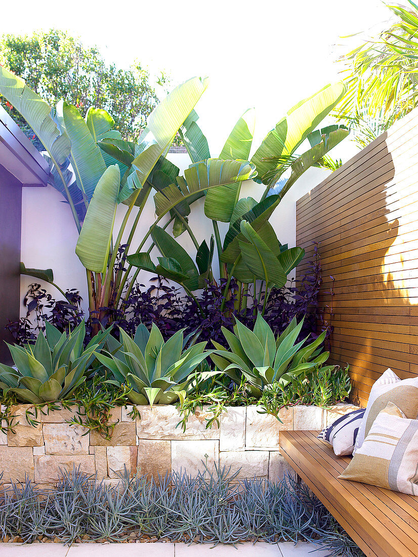 Tropical oasis in designer courtyard - banana and agave plants in raised bed with stone surround next to bench integrated into wooden partition wall