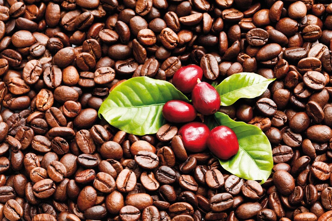 Coffee beans, fresh and roasted