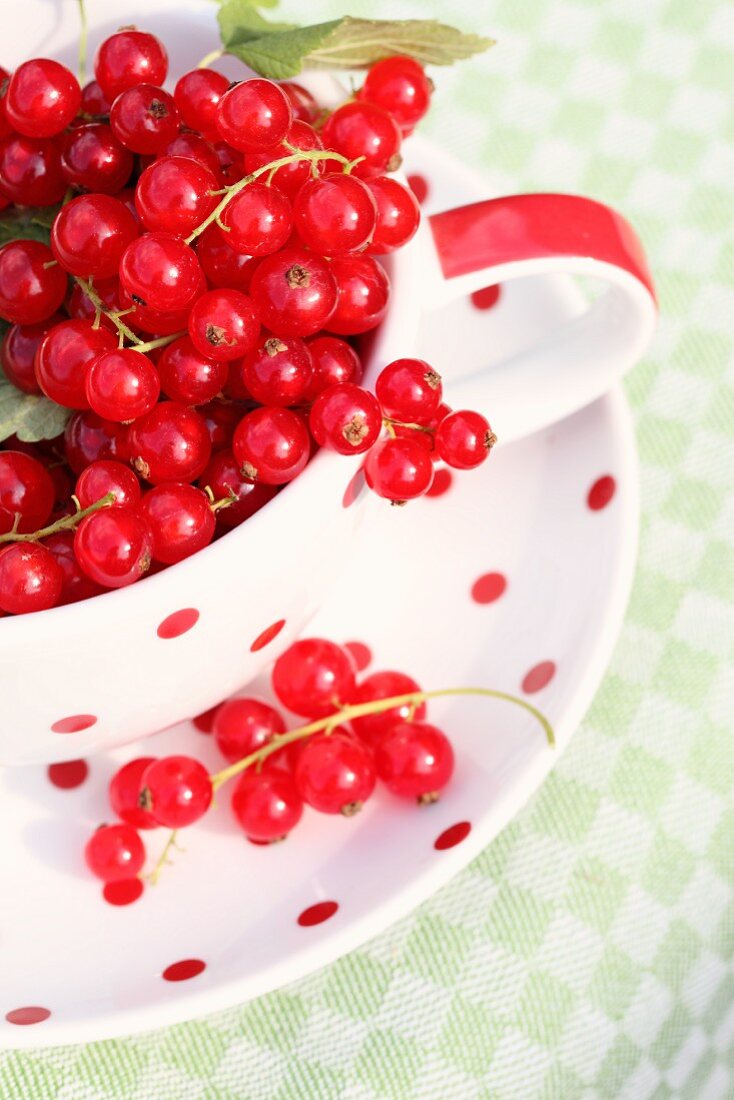 Red currants in a polka dot cup