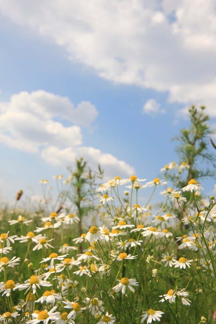 Flowering camomile in a field