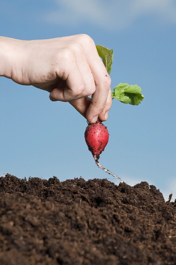 A hand holding freshly harvested organic radish