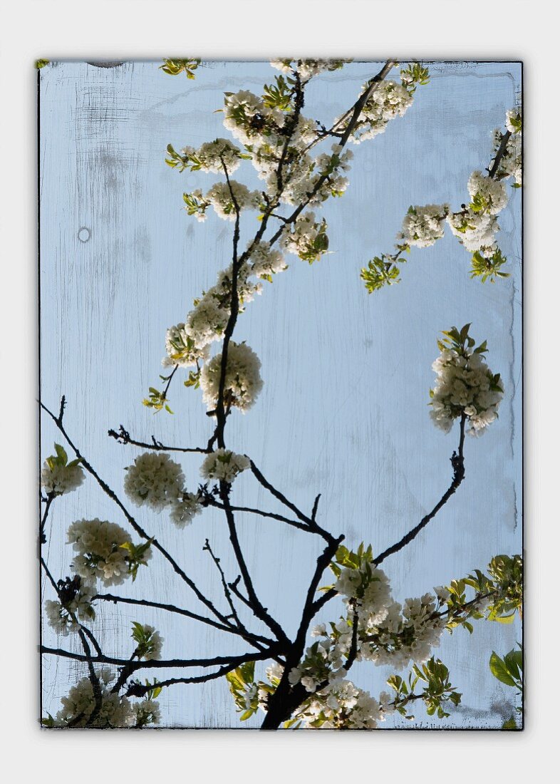 Flowering cherry branches (abstract)