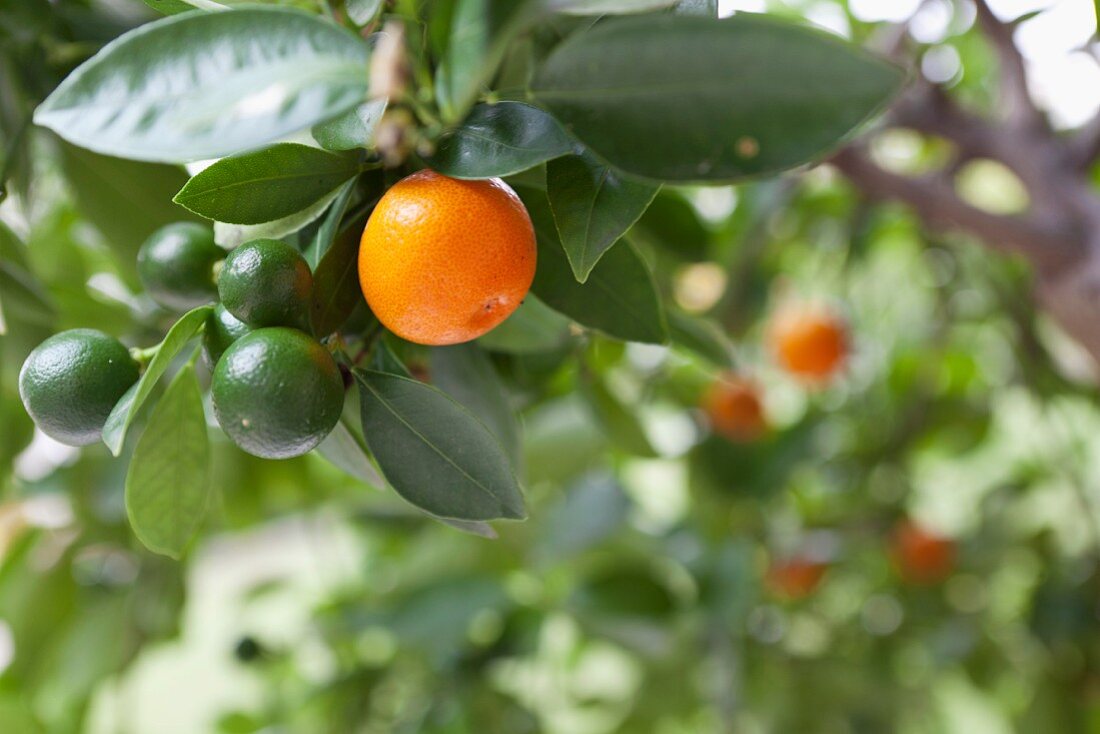 Mandarinen am Baum