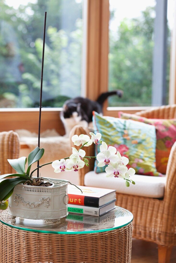 White orchid flowers in comfortable seating area