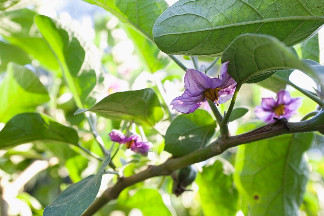 Aubergine flowers on a branch