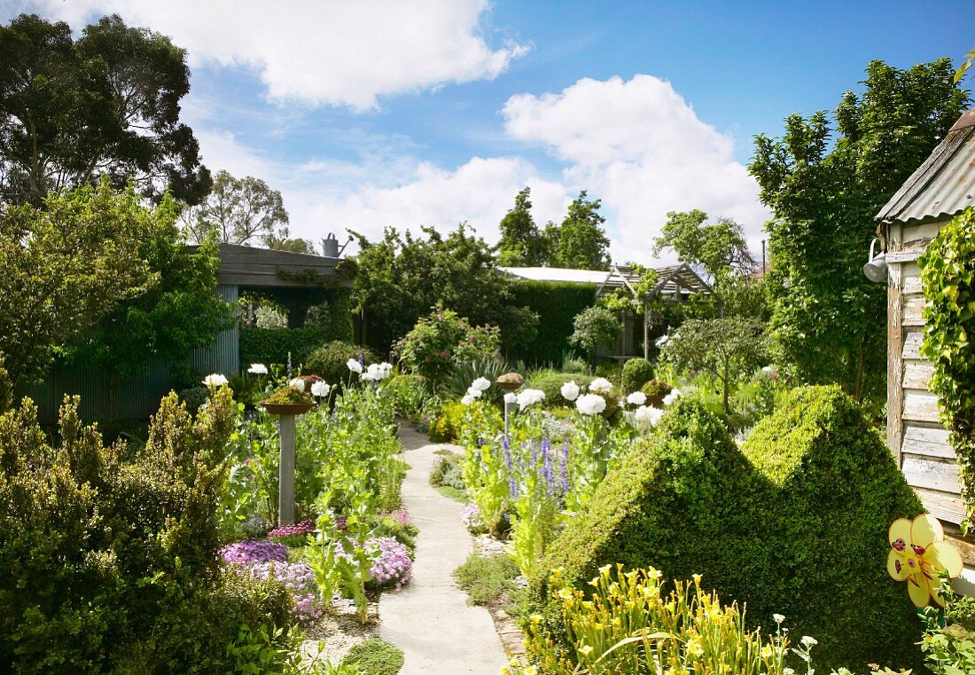 In Form geschnittene Hecke und weiße Mohnblumen in einem grossen Garten