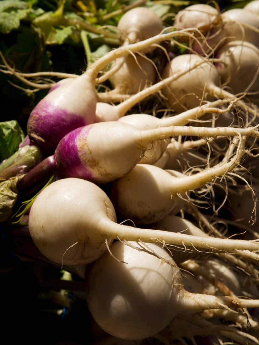 Turnips at the Union Square Greenmarket, NYC