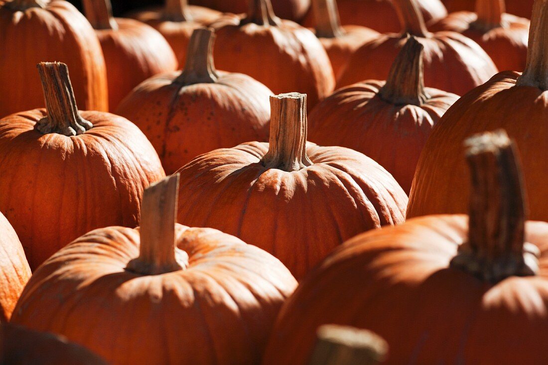 Pumpkins at the Union Square Greenmarket, NYC