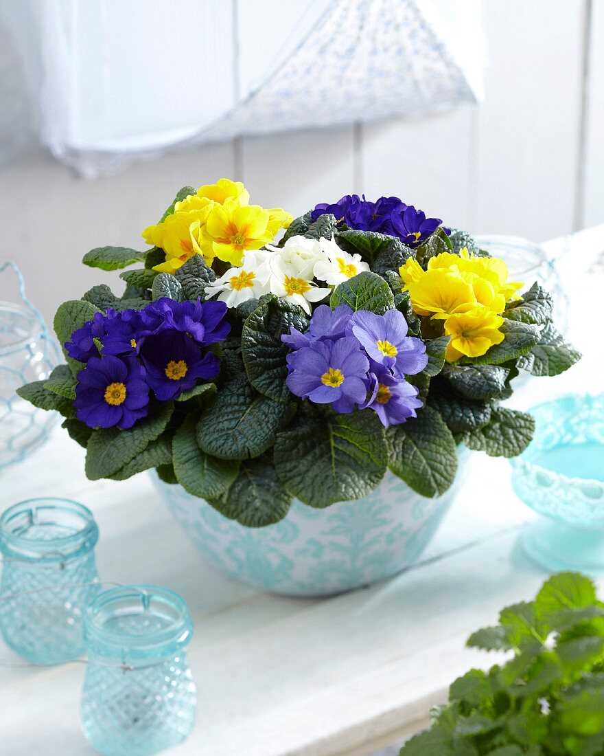 Primulas of various colours in plant pot